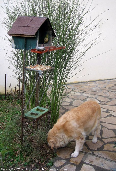 Photo de Golden retriever