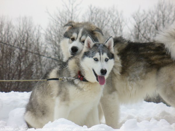 Photo de Races diffrentes