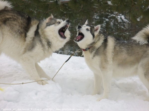 Photo de Races diffrentes