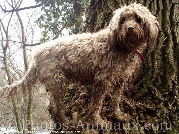 Photo de Griffon d'arret  poil dur korthals