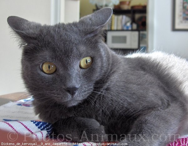 Photo de Chartreux