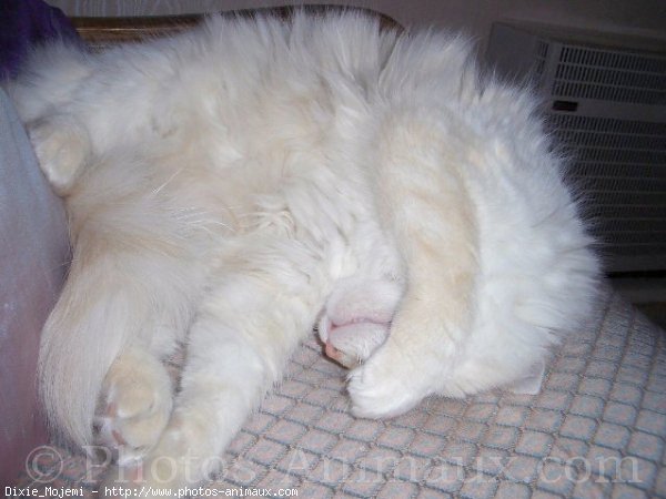 Photo de Ragdoll