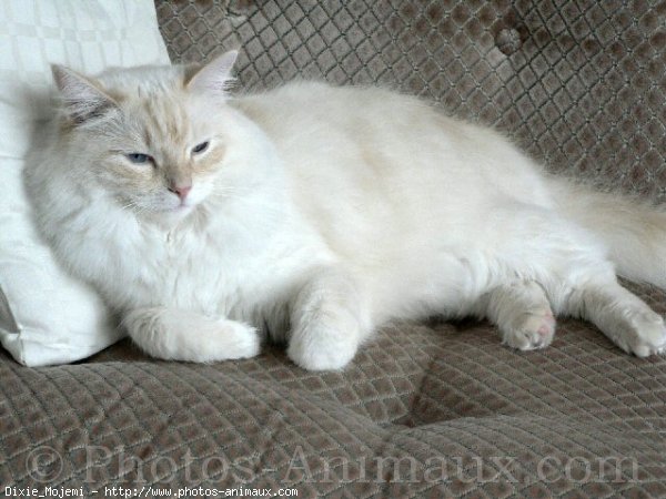 Photo de Ragdoll