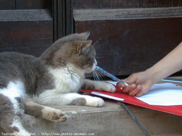 Photo de Chat domestique