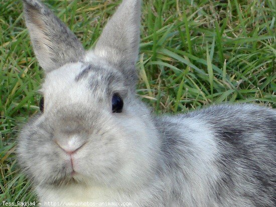 Photo de Lapin