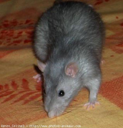 Photo de Rat