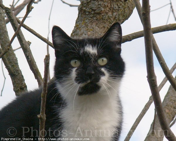 Photo de Chat domestique