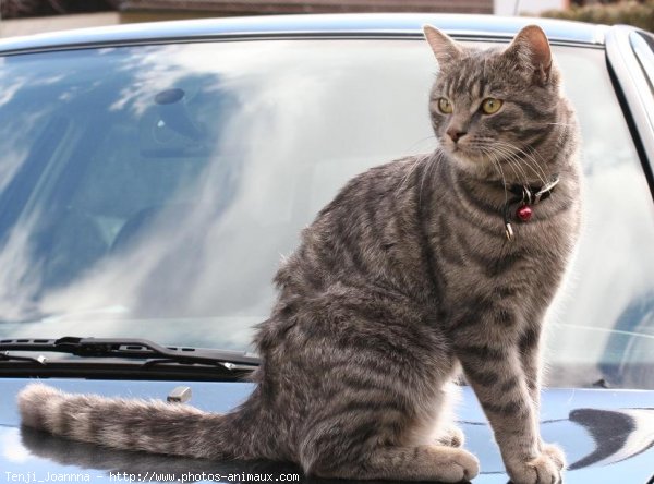 Photo de Chat domestique