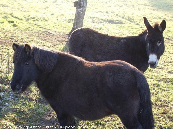 Photo de Races diffrentes