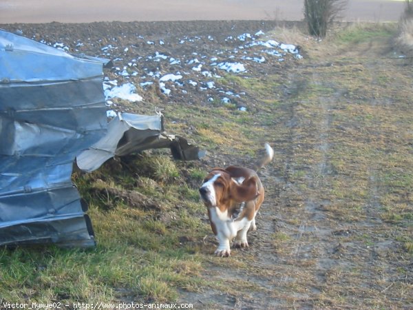 Photo de Basset hound