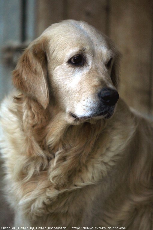 Photo de Golden retriever