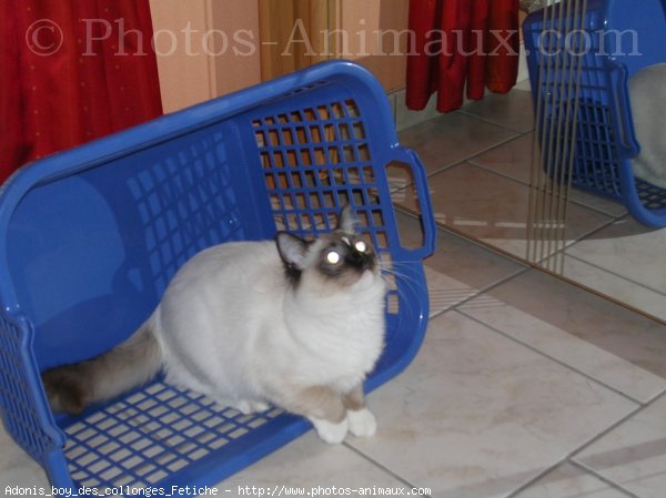 Photo de Ragdoll