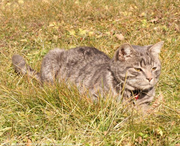 Photo de Chat domestique