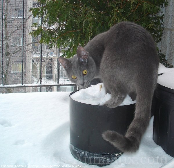 Photo de Chat domestique