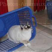 Photo de Ragdoll