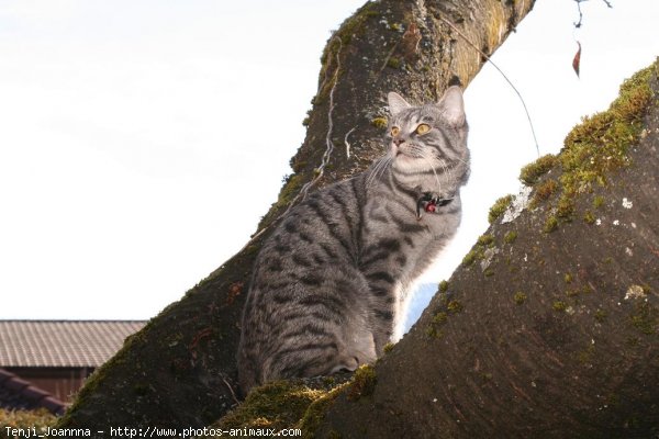 Photo de Chat domestique