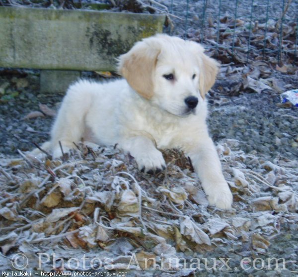 Photo de Golden retriever