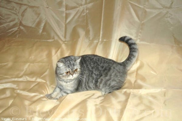 Photo d'Exotic shorthair