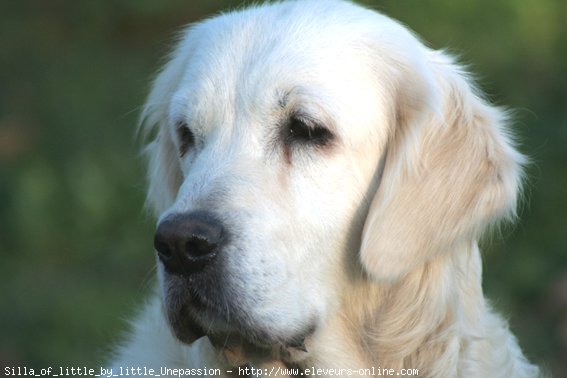 Photo de Golden retriever