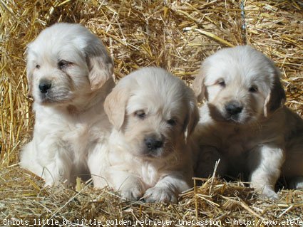 Photo de Golden retriever