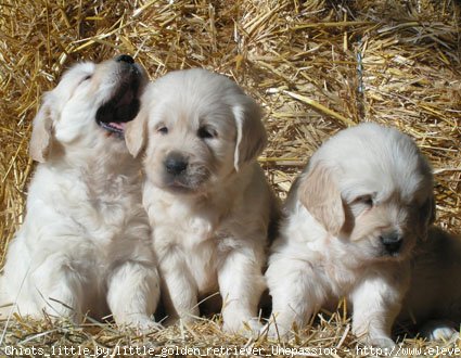 Photo de Golden retriever