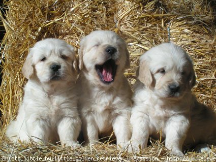 Photo de Golden retriever