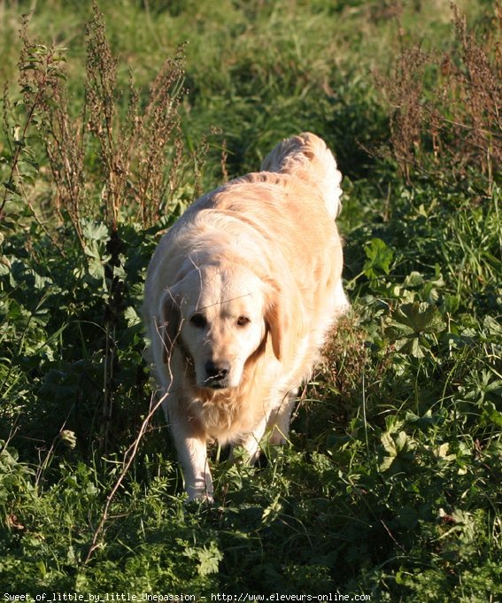 Photo de Golden retriever