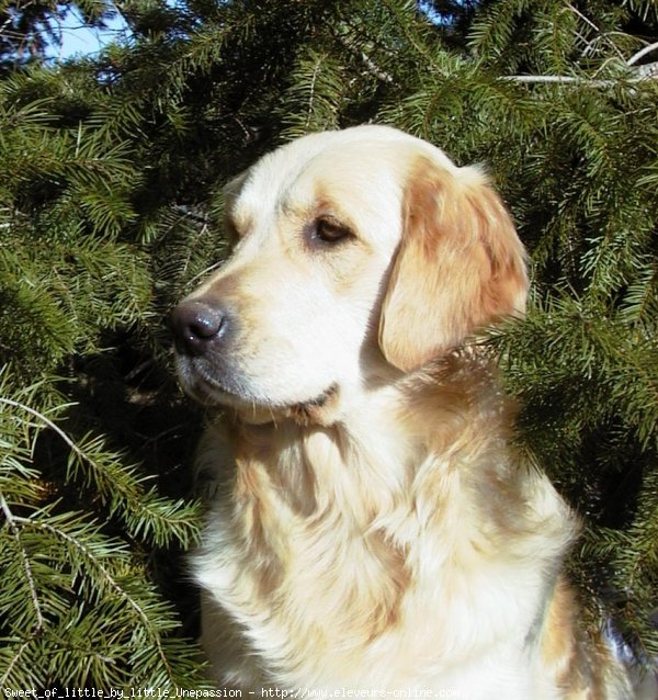 Photo de Golden retriever