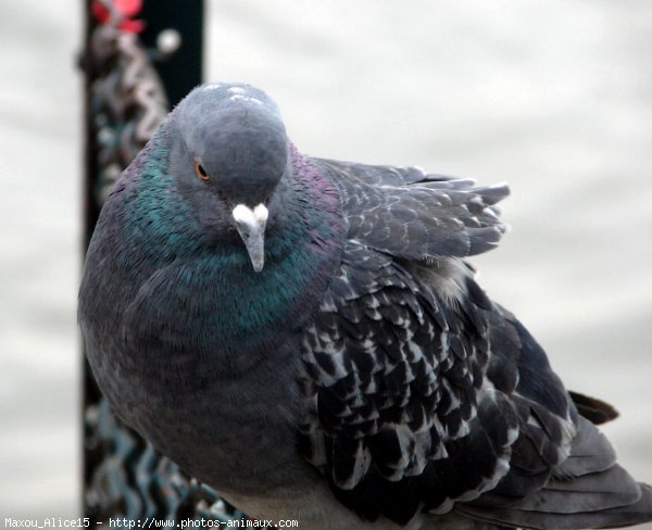 Photo de Pigeon