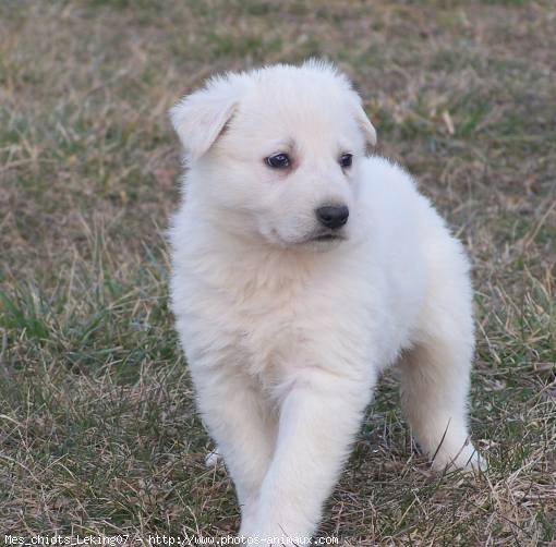 Photo de Berger blanc suisse