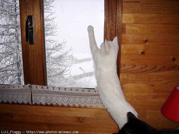 Photo de Chat domestique