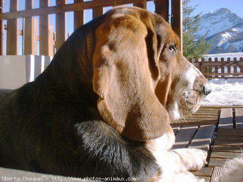 Photo de Basset hound