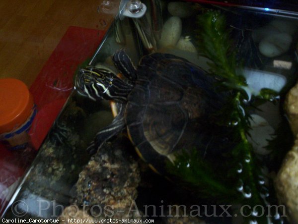 Photo de Tortue