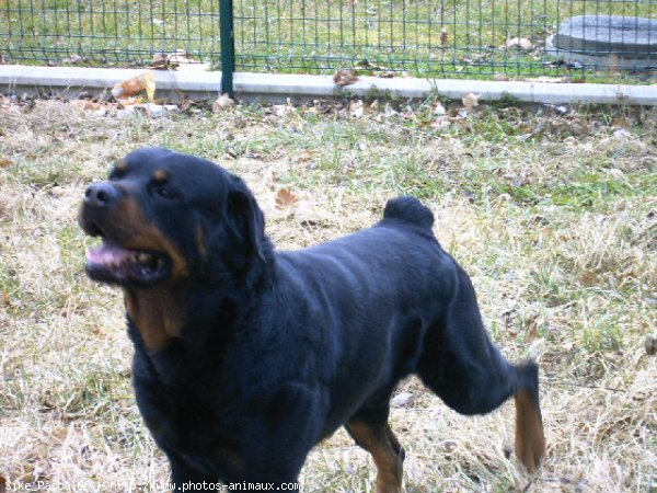 Photo de Rottweiler