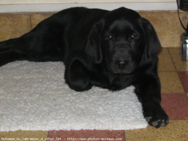 Photo de Labrador retriever