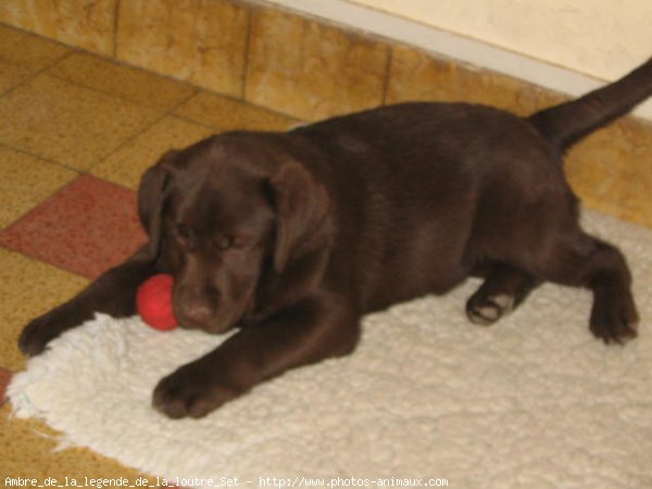 Photo de Labrador retriever