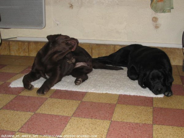 Photo de Labrador retriever