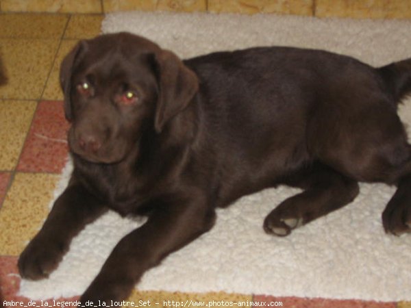 Photo de Labrador retriever