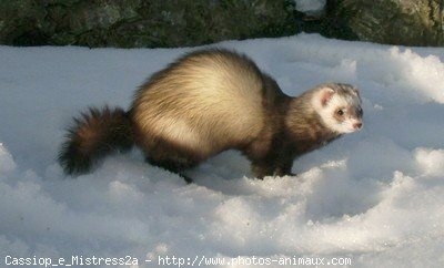 Photo de Furet