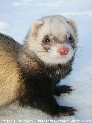 Photo de Furet