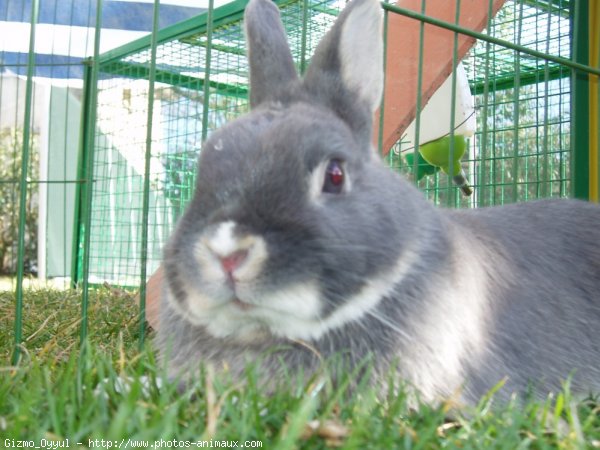 Photo de Lapin