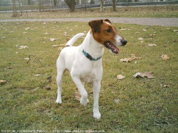 Photo de Fox terrier  poil lisse