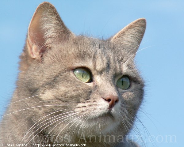 Photo de Chat domestique