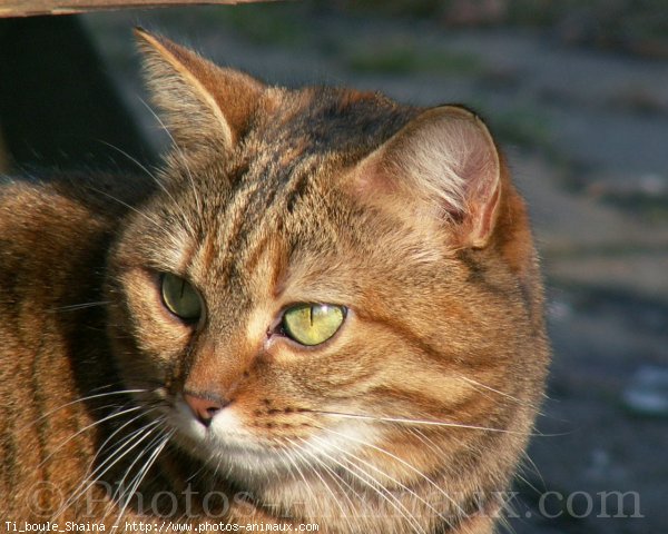 Photo de Chat domestique