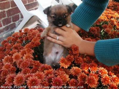 Photo de Chihuahua  poil court