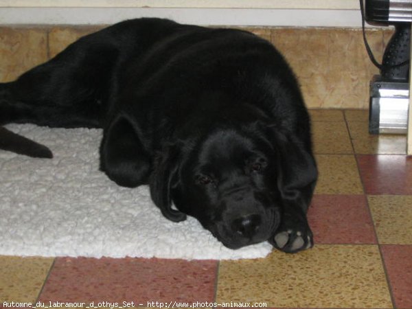 Photo de Labrador retriever