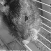 Photo de Rat