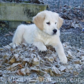 Photo de Golden retriever