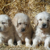 Photo de Golden retriever