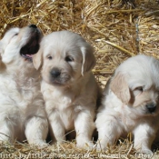 Photo de Golden retriever